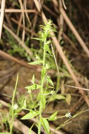 Image result for Wahlenbergia erecta