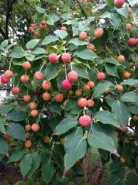 Common names include kousa, kousa dogwood, chinese dogwood, korean dogwood. Cornus Kousa Fruit Is Edible The Kousa Dogwood