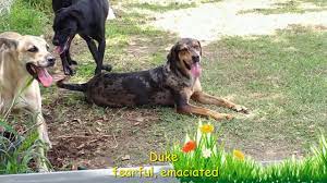 Coco's heart strives to provide each dog we welcome with all recommended care. Pet Rescue Zolfo Springs Coco S Pet Ranch 501c3