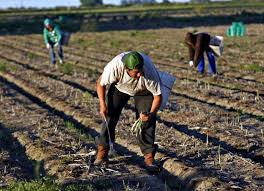 Ce locuri de munca sunt disponibile in germania si la cat ajung salariile. Olandezii Vor SÄƒ Angajeze Romani La Cules De Sparanghel Dar Nu Se Prea Pricep È™i RenunÈ›Äƒ Repede La Contracte News Romania