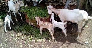 Harga kambing jantan di pasar gubug menjelang idul qurban. Pada Saat Pergantian Tahun Ajaran Sekolah Harga Kambing Menjadi Murah Ternakpedia