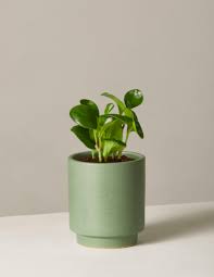 The Most Popular Indoor Plants Of 2019 And Their Perfect Planter Match Popular House Plants Indoor Plants Indoor Plant Pots