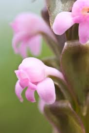 Image result for Satyrium chlorocorys