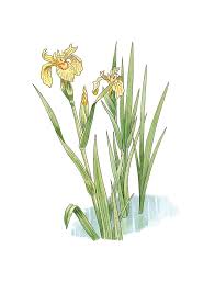 Image result for Iris pseudacorus