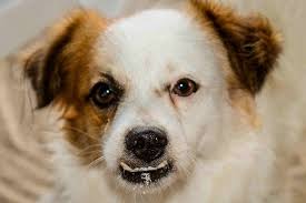 Only your vet can confirm whether a lump, bump, sore or lesion on your dog's skin is skin cancer, so get your dog to your local vet clinic for a thorough check up if you spot any of the following: Malignant Melanoma In Dogs Symptoms Causes Diagnosis Treatment Recovery Management Cost