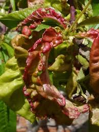 Peach leaf curl is a common and widespread disease of peaches. Peach Leaf Curl Naturespot