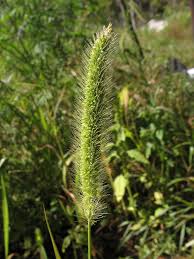 Image result for Setaria