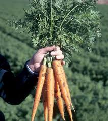 One of the reasons for its widespread popularity is its high nutritional content which includes vitamins b6, c, and k, fiber, and protein. Can I Harvest Garden Vegetables After A Frost Msu Extension