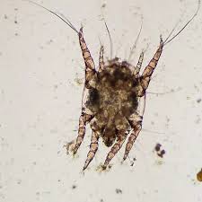 Image result for what do otodectes cynotis look like in dog fur