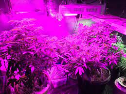 It needs to be a full spectrum led light. 10 Best Led Grow Lights For Cannabis 2020 Complete Buyer S Guide Production Grower