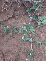 Image result for Gisekia africana