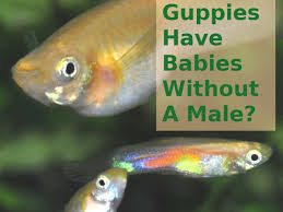 Females start reproducing from the time they are just two or three months old. Can Guppies Have Babies Without A Male Pethelpful