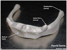 Hyoid Bone Anterior View With Labels Axial Skeleton Visual Atlas Page 45 Axial Skeleton Bones Harrisburg Area Community College