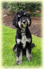 Nov 24, 2020 · heather, from blueberry cottage labradoodles, has lived in minnesota since 2015 but originally came from connecticut. Copper Canyon Lunar Eclipse Luna And Blueberry Cottage Max 2020 Copper Canyon Labradoodles
