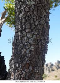 Image result for Uapaca