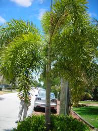 Image result for Wodyetia bifurcata