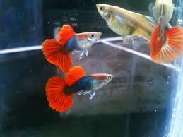 Male Guppies And A Very Pregnant Female Guppy Aquarium Fish Tropical Fish