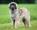Stony Creek Leonbergers - Home