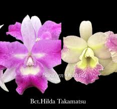 Image result for Oliverella hildebrandtii