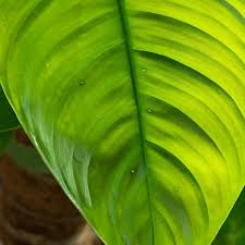 Image result for Nectaropetalum