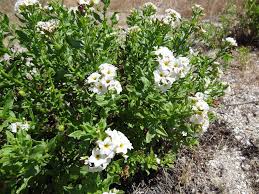 Image result for Hilsenbergia petiolaris