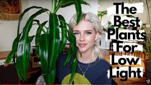 We did not find results for: 6 Of The Best Low Light Plants That Aren T Pothos North Facing Window Friendly Plants Youtube