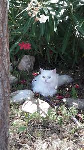 Hatice Eker Adli Kullanicinin Cindy Kedi Panosundaki Pin Kedi
