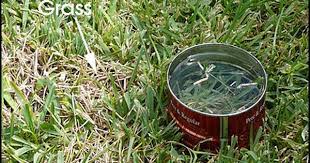 If You Southern Gardeners Are Seeing Dead Patches Of Lawn Suspect Chinch Bug Especially If You Have Centipede Grass Do Grass Care Centipede Grass Lawn Care