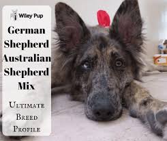 We did not find results for: German Shepherd Australian Shepherd Mix 2021 Reviewed Ultimate Breed Profile Go Pup