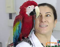 Papaganlarda Karaciger Yaglanmasi 2020 Papaganlar Papagan Hayvan