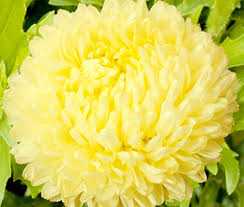 Maybe you would like to learn more about one of these? Aster Paeony Duchess Yellow Callistephus Chinensis Seeds
