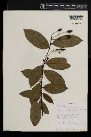 Image result for Maerua duchesnei