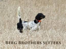 English setter (5) apply english setter filter. Berg Brothers Setters English Setter Breeder Red Setter Breeder For More Than 30 Years