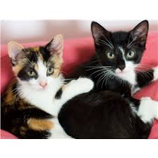 Then but her neck while she is pinned to the ground. How To Neuter Your Cat For Free