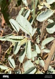 Image result for Triumfetta setulosa