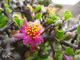 Image result for Grewia inaequilatera