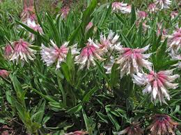 Image result for Trifolium polystachyum