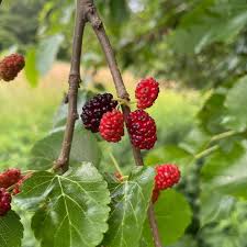 Image result for Morus