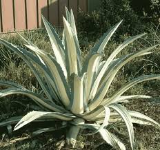 How to care for lithops cactus plants. Agave Americana Mediopicta Alba Care Guide Succulents Network