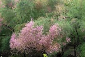 Image result for Grona ramosissima