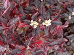 Image result for Alternanthera sessilis