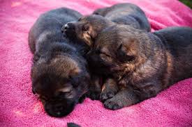 Maybe you would like to learn more about one of these? German Shepherd Puppies For Sale Vom Banach K9