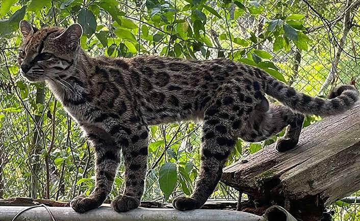 Scientists Name First New Wild Cat Species in Over 100 Years