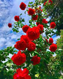 Gunaydin Wallpaper Nature Flowers Beautiful Rose Flowers Happy Flowers