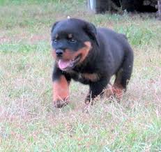 Royal giants specifically provides trained giant schnauzers. German Rottweiler Puppies For Sale In Florida Petsidi
