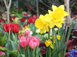 Maybe you would like to learn more about one of these? 33 Best Bulbs To Plant In Fall For Spring Flowers To Plant In Fall For Spring
