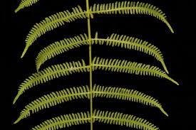 Image result for Christella burundensis