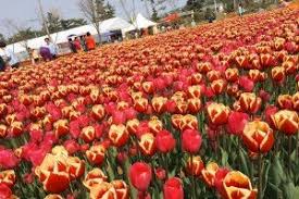 If you're looking for more offbeat way to explore the famous tulip fields of the netherlands, here are some photos and a quick description of trip to inspire you. 7 Surprisingly Good Places In Asia To See Tulips Quotient Travel