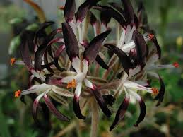 Pelargonium Auritum Geranien Garten Pur Pflanzen