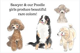 Add coconut, chopped nuts, gentle sweet, and flaxmeal, then stir. Cobblestone Bernedoodle Puppies Homepage Beautiful Bernedoodle Puppies For Sale Cobblestone Bernedoodles